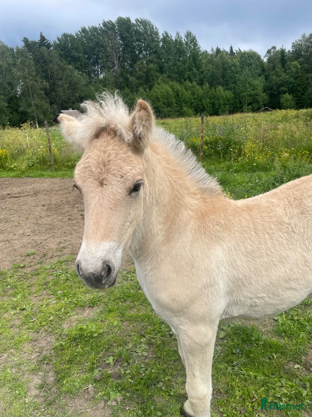 Allround hästar till salu: Fjordföl - Annons 1