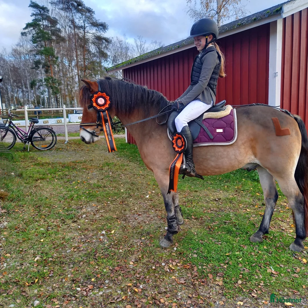Hoppning hästar till salu: Maxad B-ponny i Valdemarsvik - Annons 4
