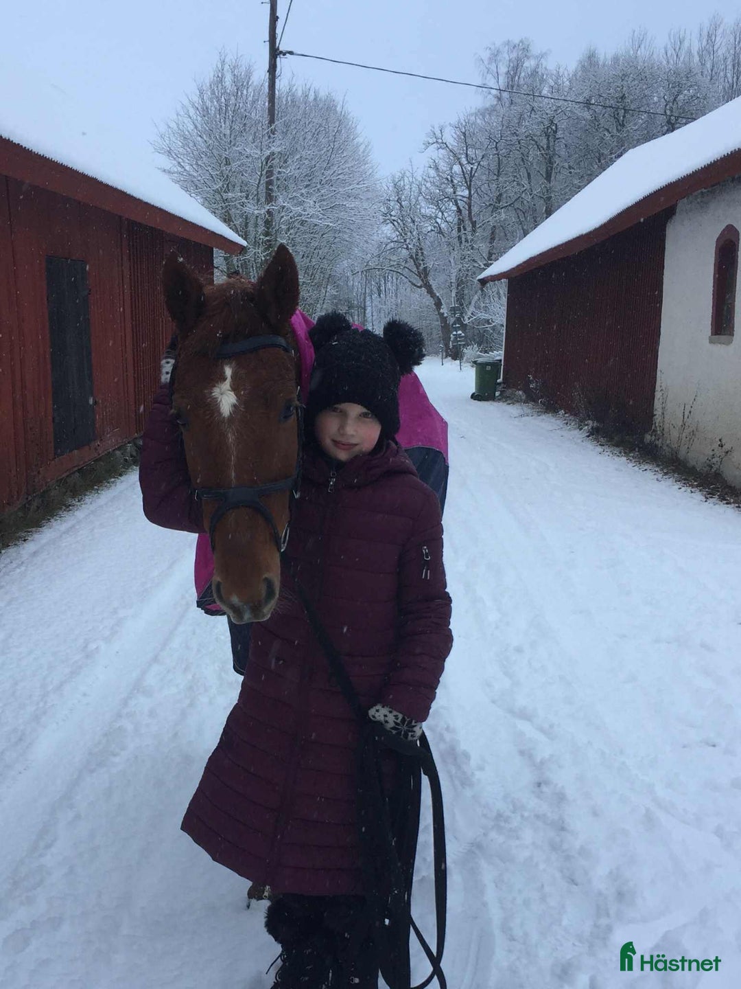 Allround hästar till salu: UTVECKLINGSBAR D-PONNY i Vintrosa - Annons 12