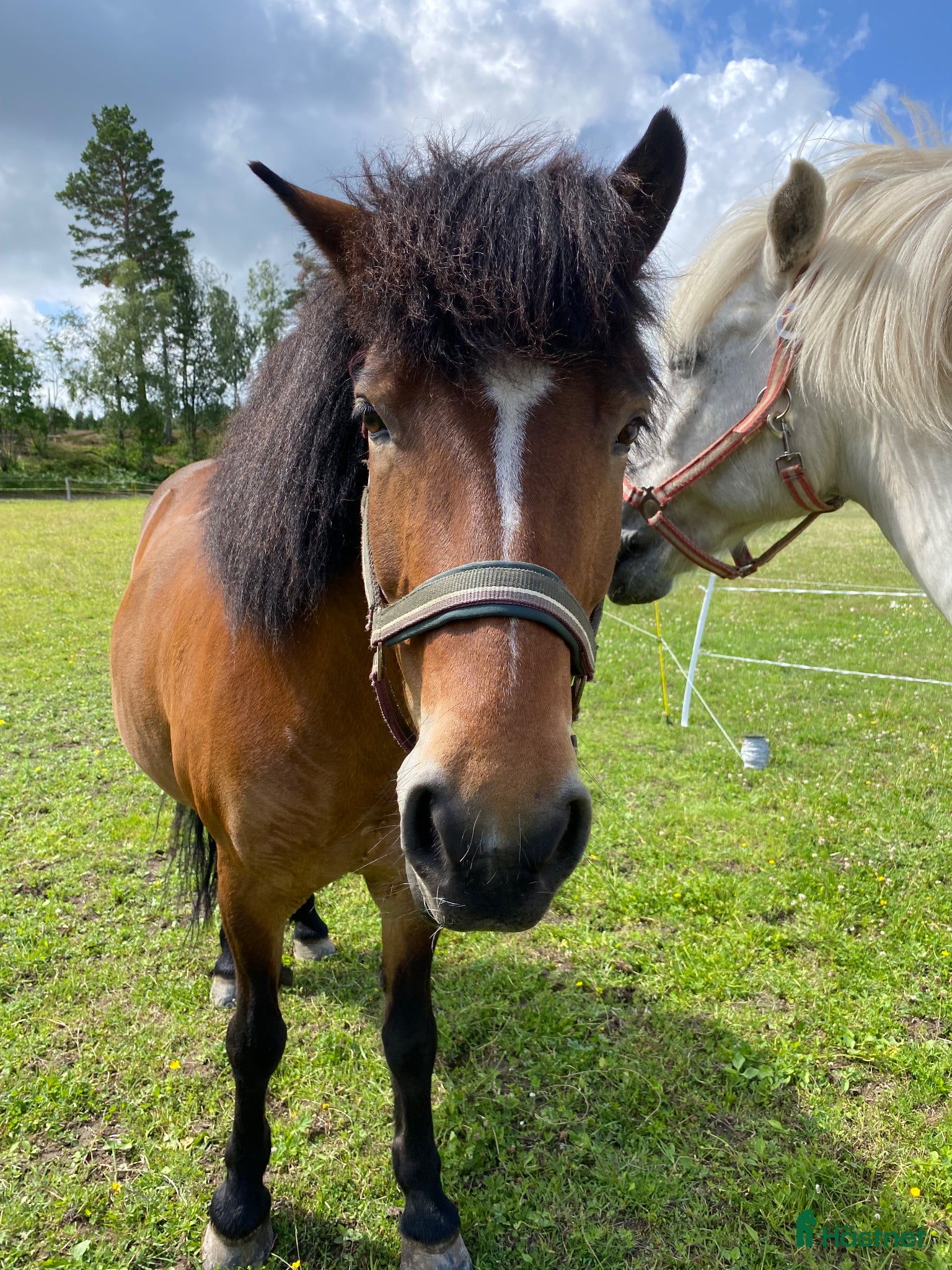  hästar Islandshäst söker ny bästa vän  - Annons 2