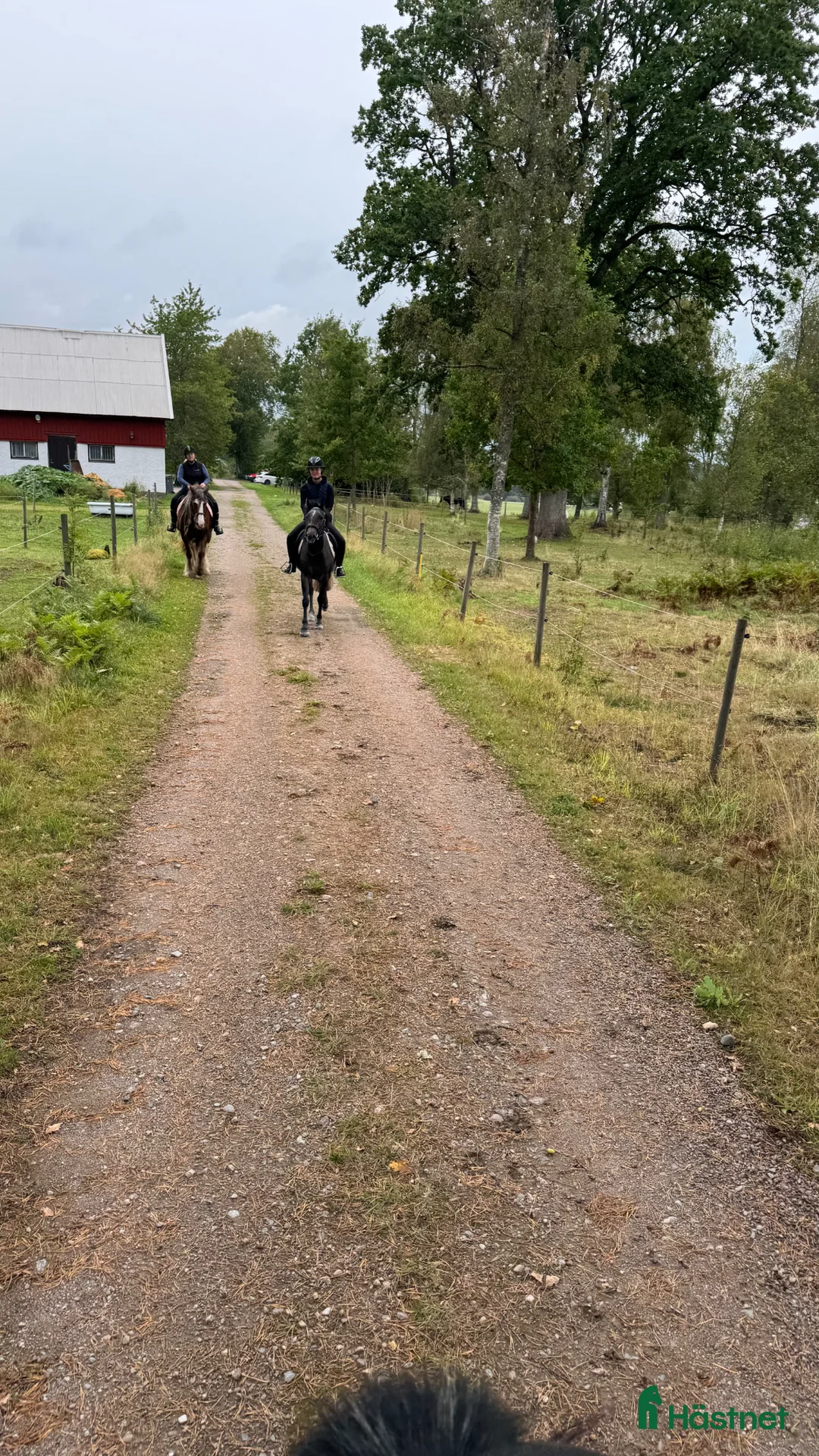 Allround hästar till salu: Vera söker sin stjärna - Annons 2