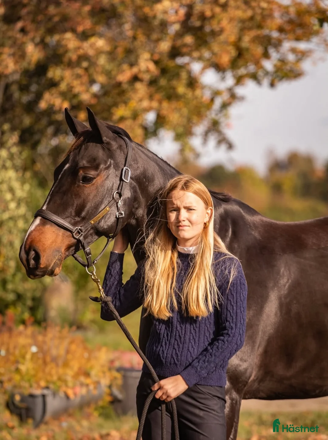 Allround hästar till salu: Allround horse for sale  - Annons 4