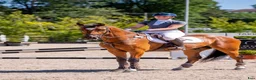 Hoppning hästar till salu: Spennende 6års spranghest i Skjeberg - Annons 1
