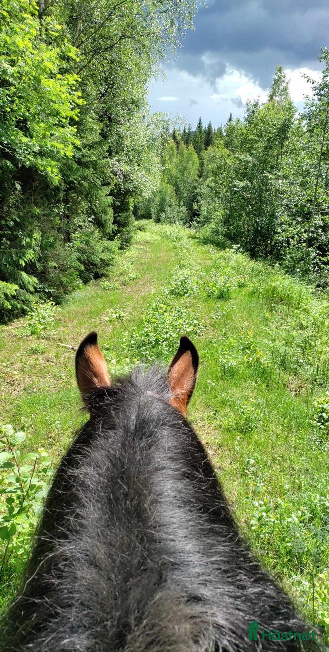 Allround hästar till salu: Otroligt snäll, körd & riden nsv valack. i Ullånger - Annons 4
