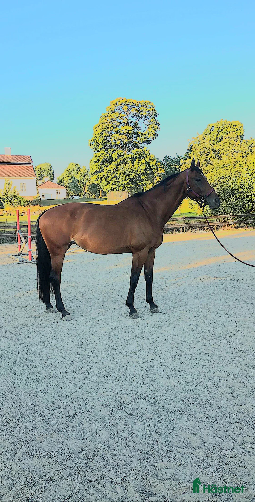 Galleribild {{count}}