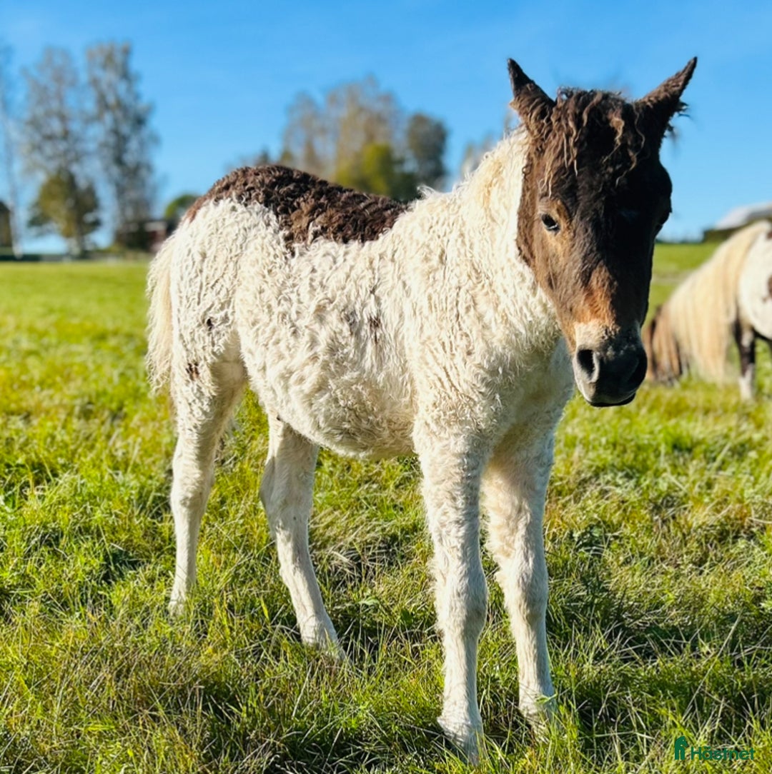 Allround hästar till salu: American mini curly  i Ekshärad - Annons 2