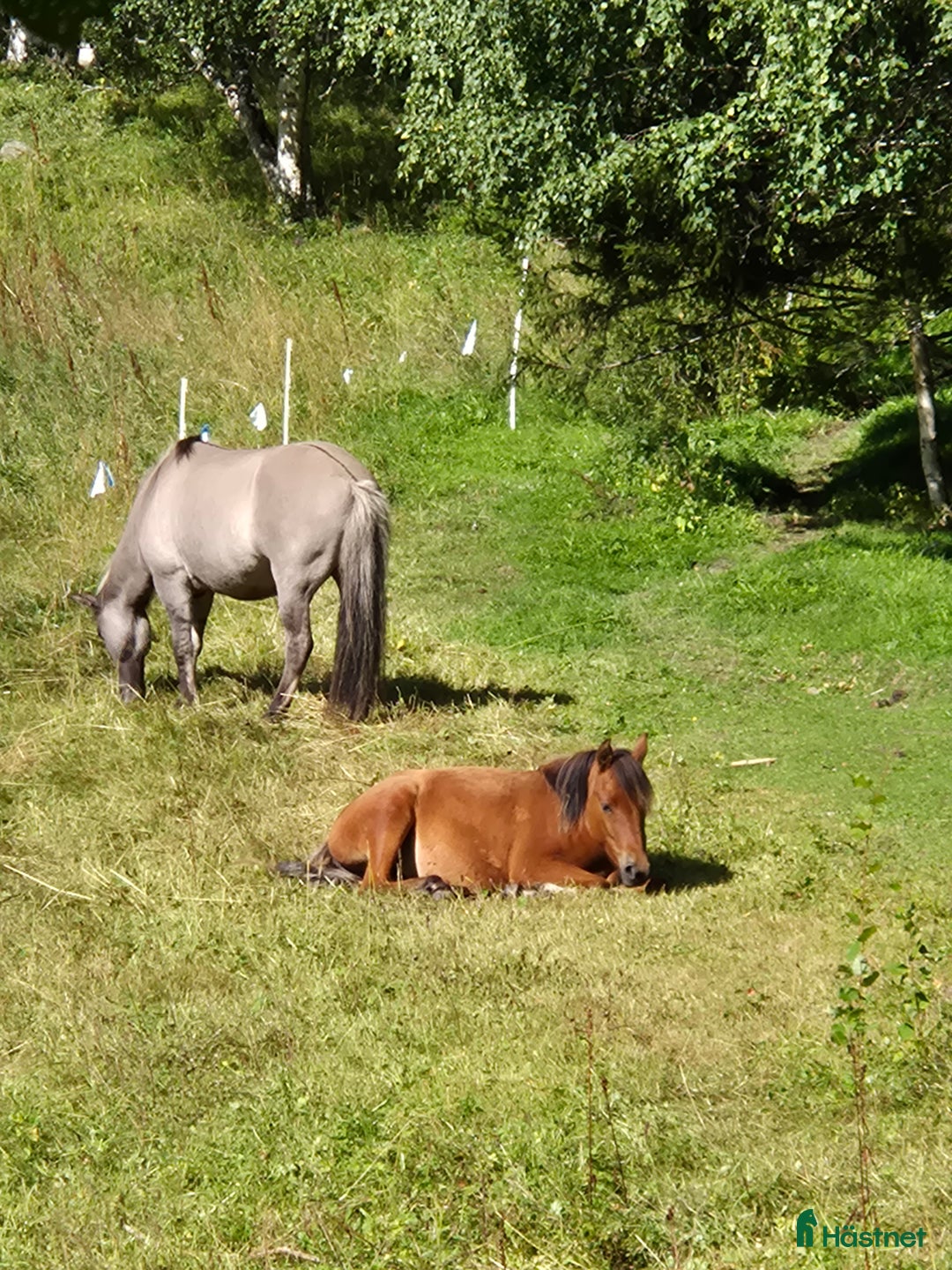 Övrigt hästar till salu: Trevligt ungponnysto snart 2 år i Nälden - Annons 6