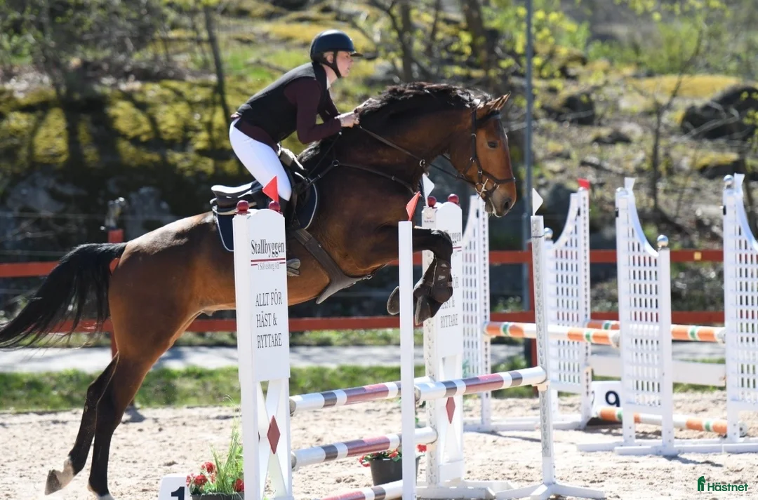 Hoppning hästar till salu: Fin 5 femåring  - Annons 1