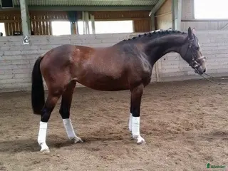 hästar Unik välstammad sto i Grödinge - Annons 2