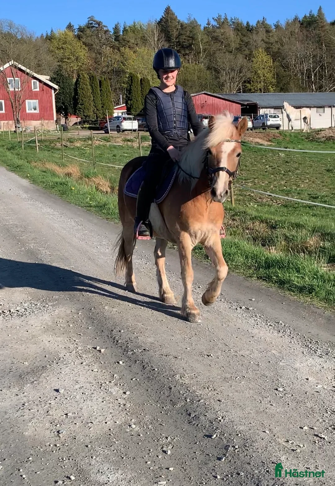 Allround hästar till salu: En riktig bästis  - Annons 1