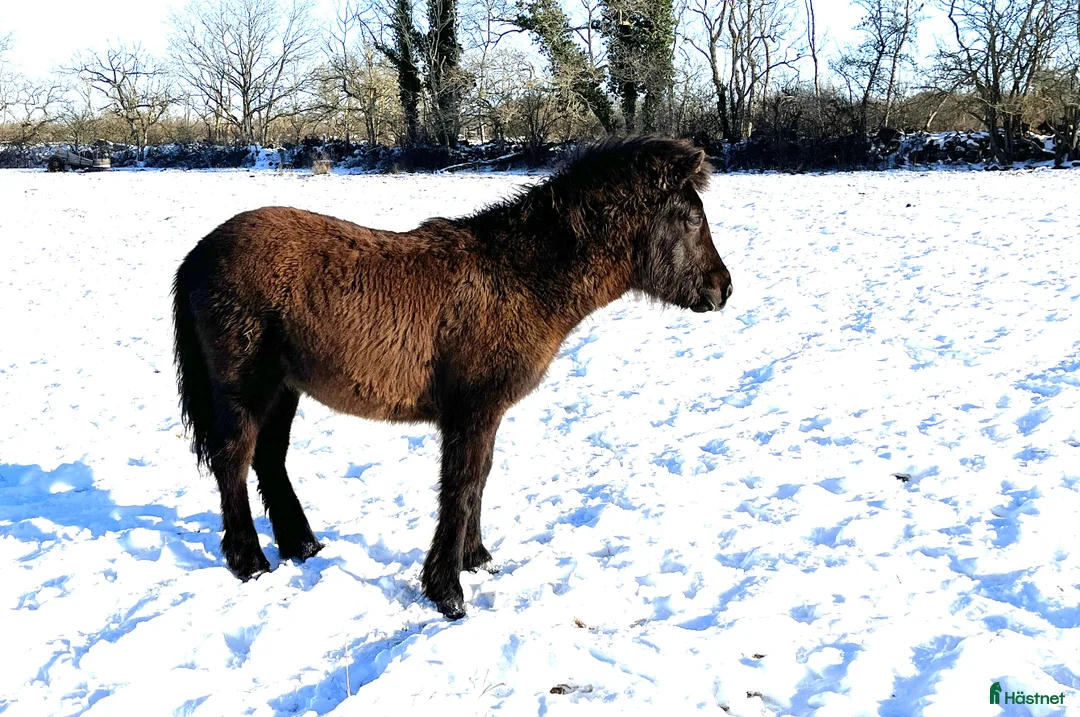 Island hästar till salu: Hingst född 2025 - Annons 4