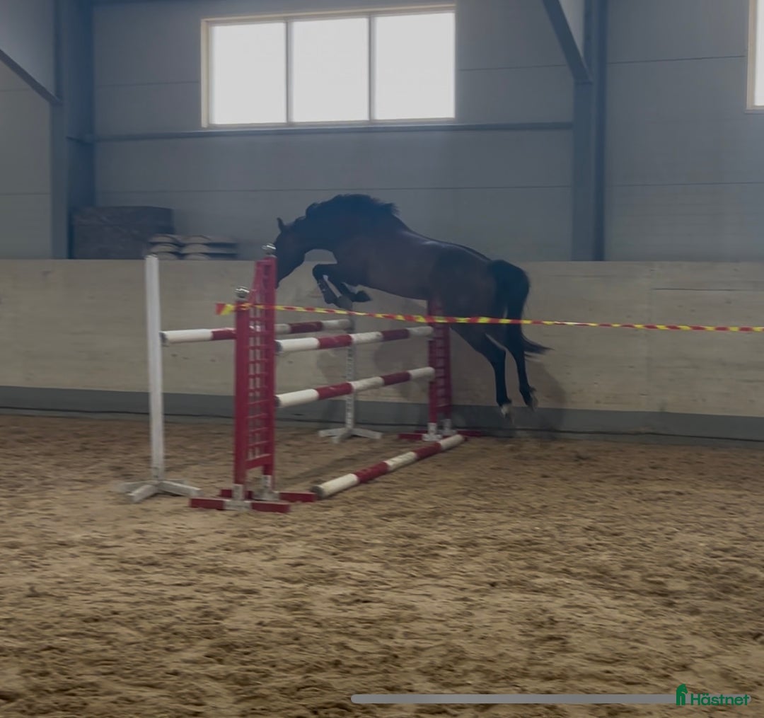 Hoppning hästar till salu: Sto 3 år  i Eskilstuna - Annons 3