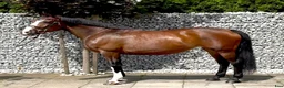 Allround hästar till salu: Mila – 10-Year-Old Beautiful Versatile Family Mare - Annons 3