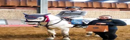 Hoppning hästar till salu:  Connemara Sport Pony - Annons 10