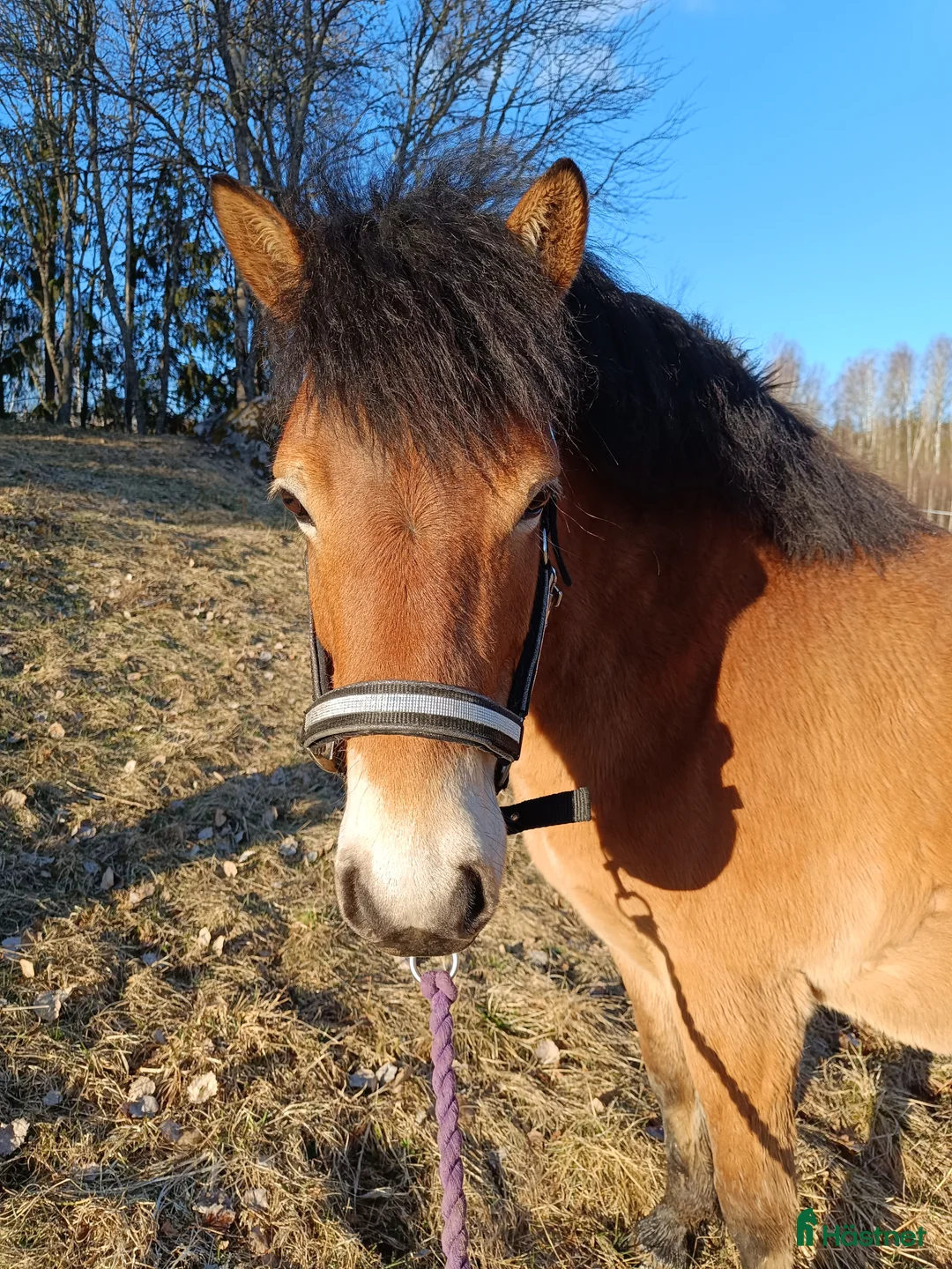 Allround hästar till salu: Trevligt russto  - Annons 1