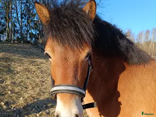 hästar Trevligt russto - Annons 1
