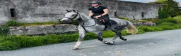 Allround hästar till salu: Gorgeous 158cm gelding  - Annons 7