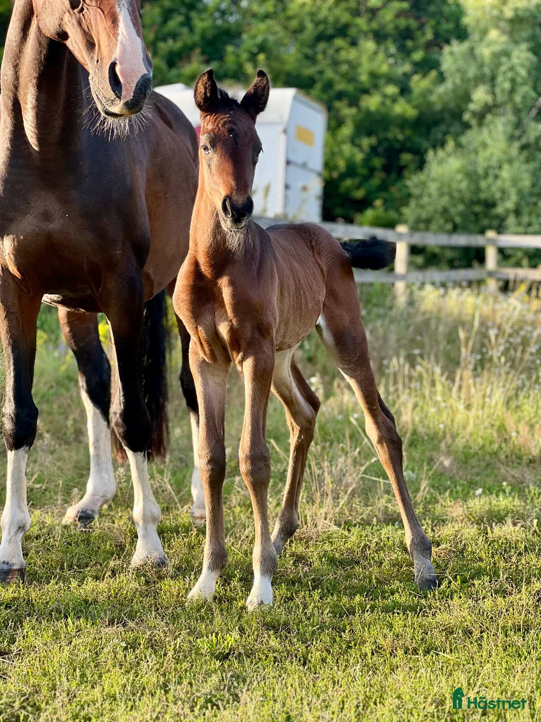 Hoppning hästar till salu: Superfint sto e: Tenor du Gue  i Ludvigsborg - Annons 5