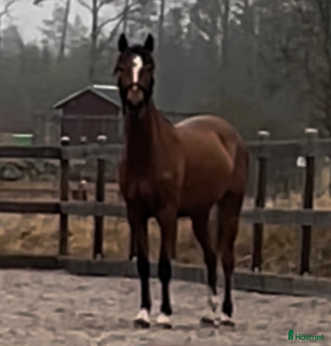 Allround hästar till salu: Riktig charmör som älskar livet. i Hässleholm - Annons 6