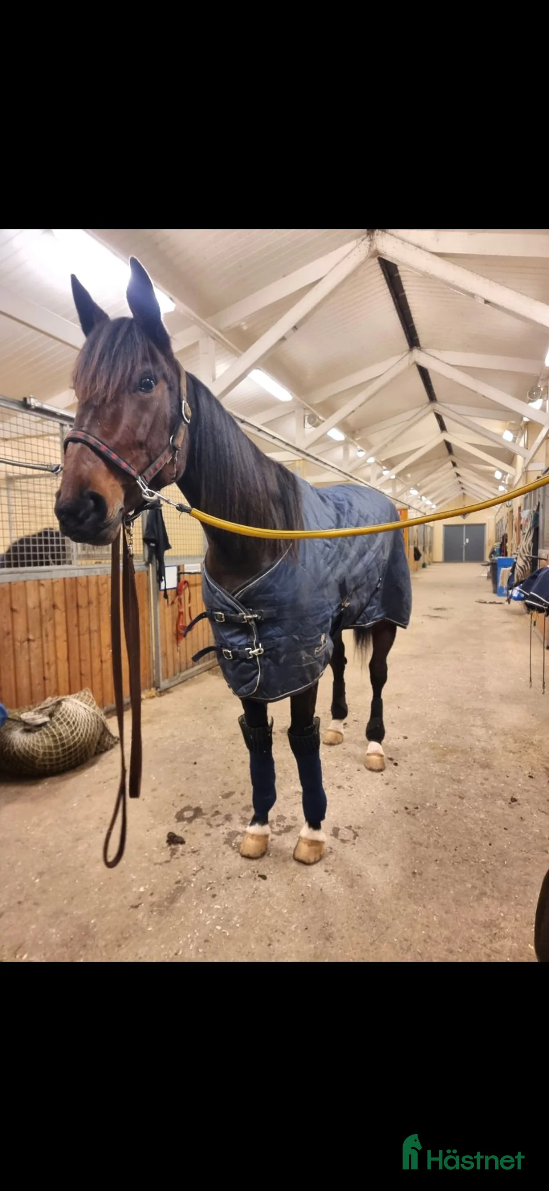 Trav hästar till salu: Carro Palema till avel/trav⭐️ i Hok - Annons 3