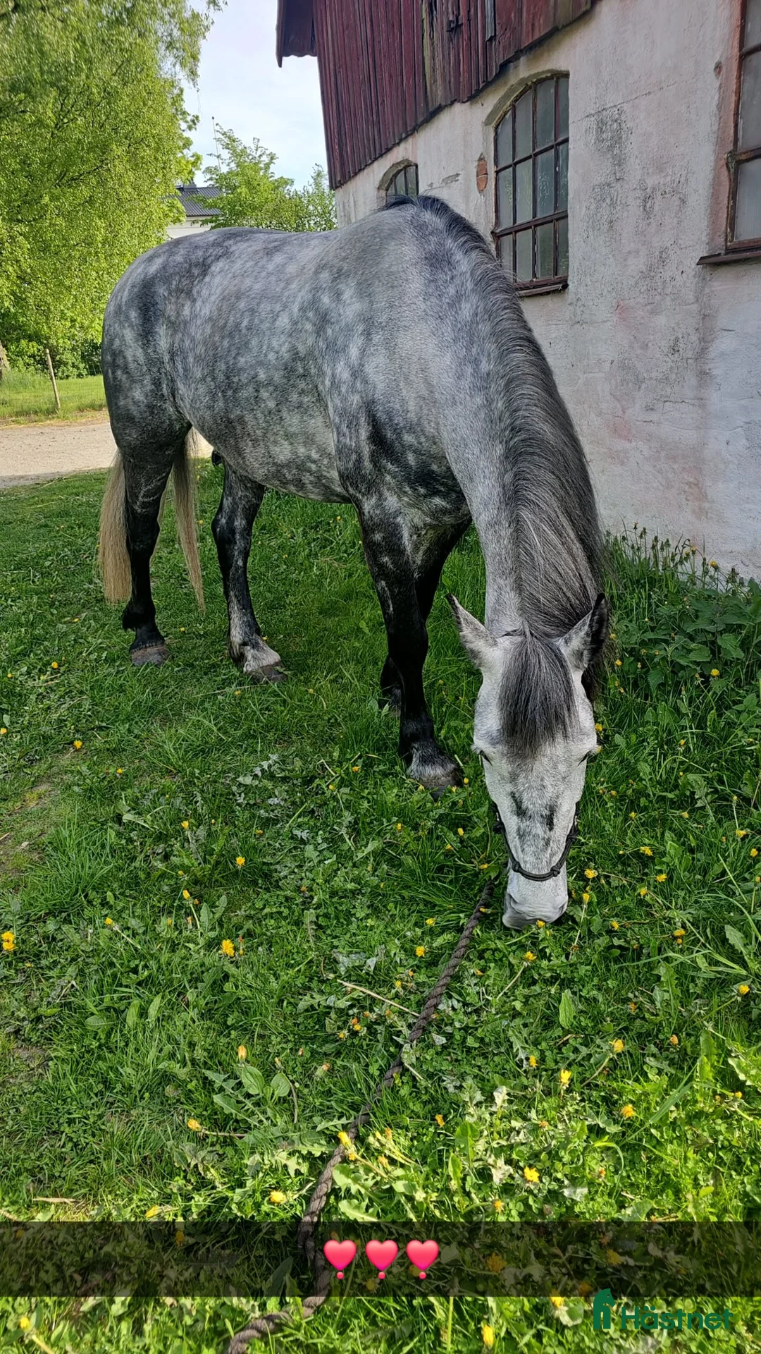 Allround hästar till salu: Frieserkorsning - Annons 2