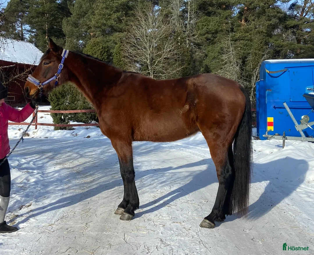 Allround hästar till salu: Mysig kille vill hitta ett nytt hem - Annons 5