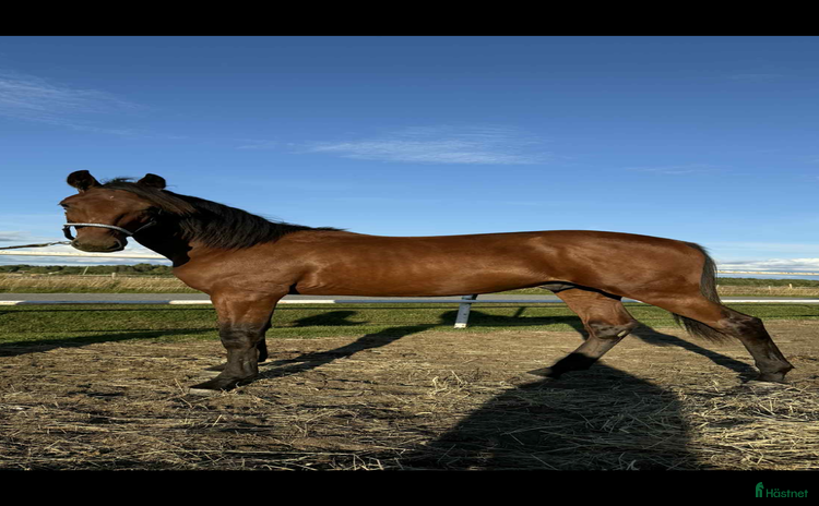  hästar i Södra Sunderbyn - Annons 7