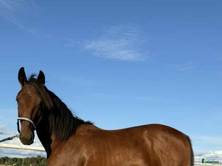 hästar i Södra Sunderbyn - Annons 6