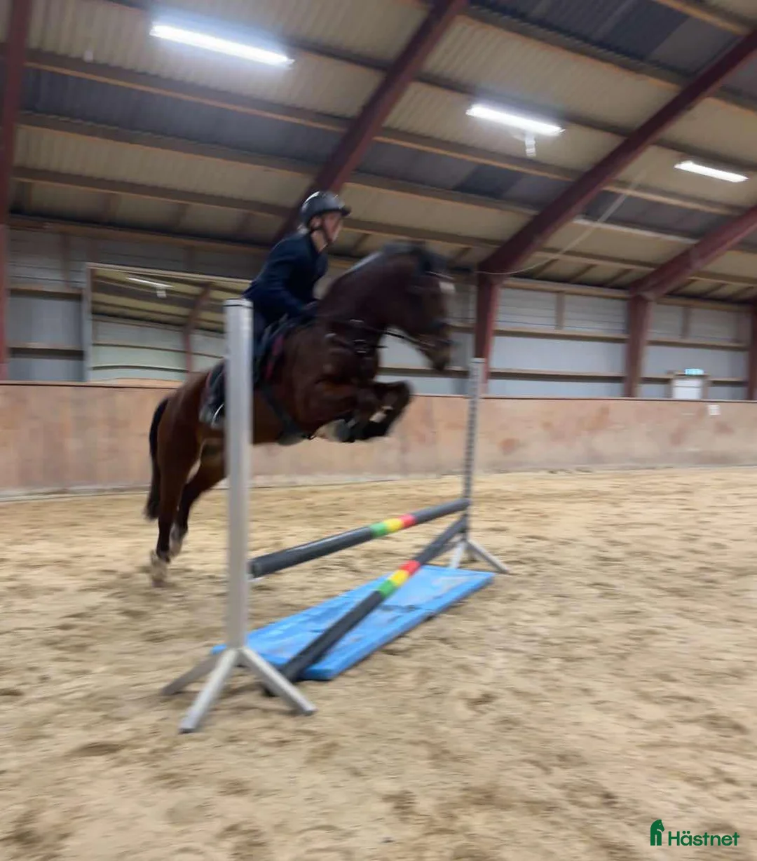 Hoppning hästar till salu: Ponyen du kan nå til de høje klasser med  - Annons 2