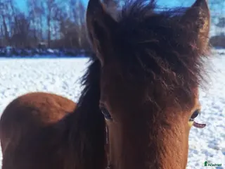 hästar En fantastisk ponny - Annons 7