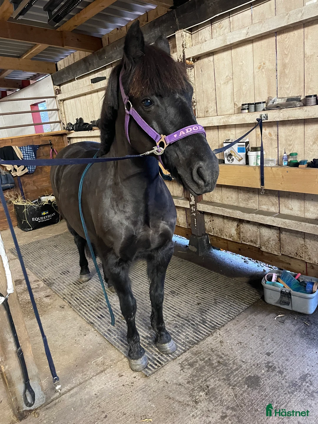 Allround hästar till salu: Snygg allroundponny - Annons 1