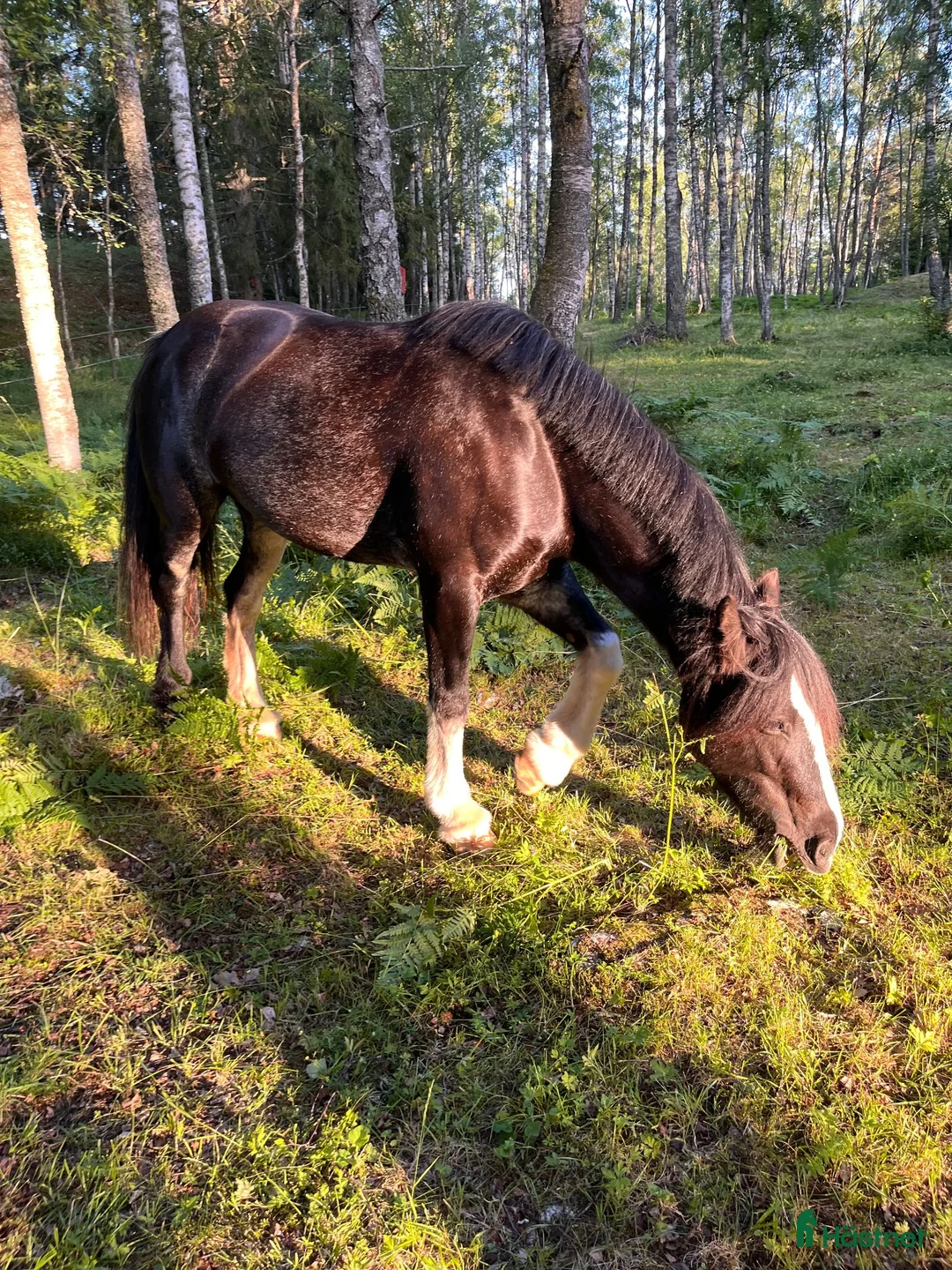  medryttarhäst finnes: Vuxen sökes måndagar - Västerhaninge - Annons 1