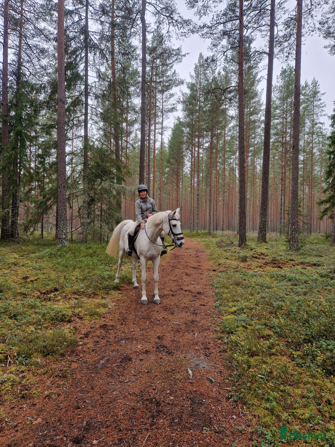 Allround hästar till salu: Hopphäst varit i avel nu i form igen i Rönneshytta - Annons 1