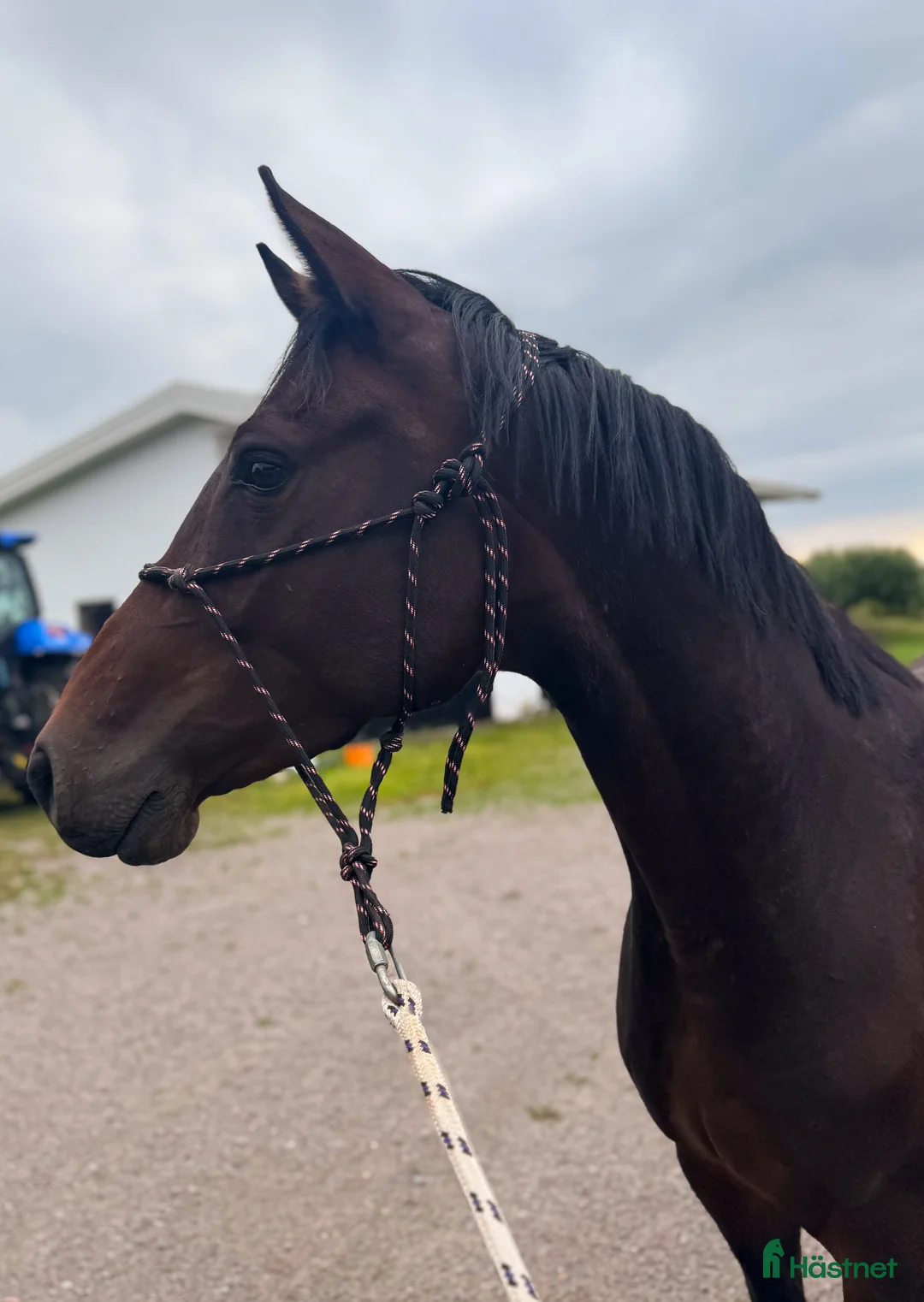 Hoppning hästar till salu: Lovande unghäst ✨ i Björklinge - Annons 4