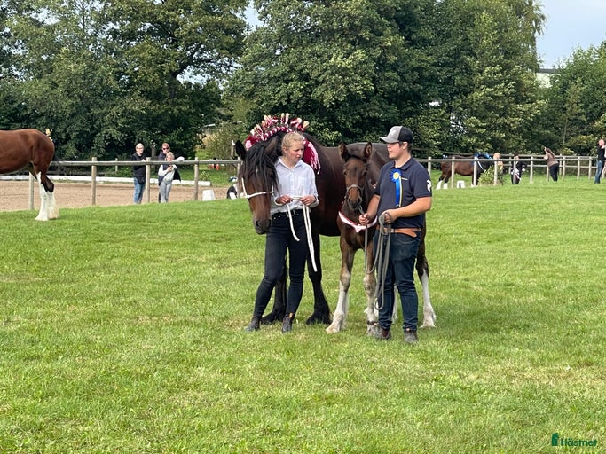 Galleribild {{count}}