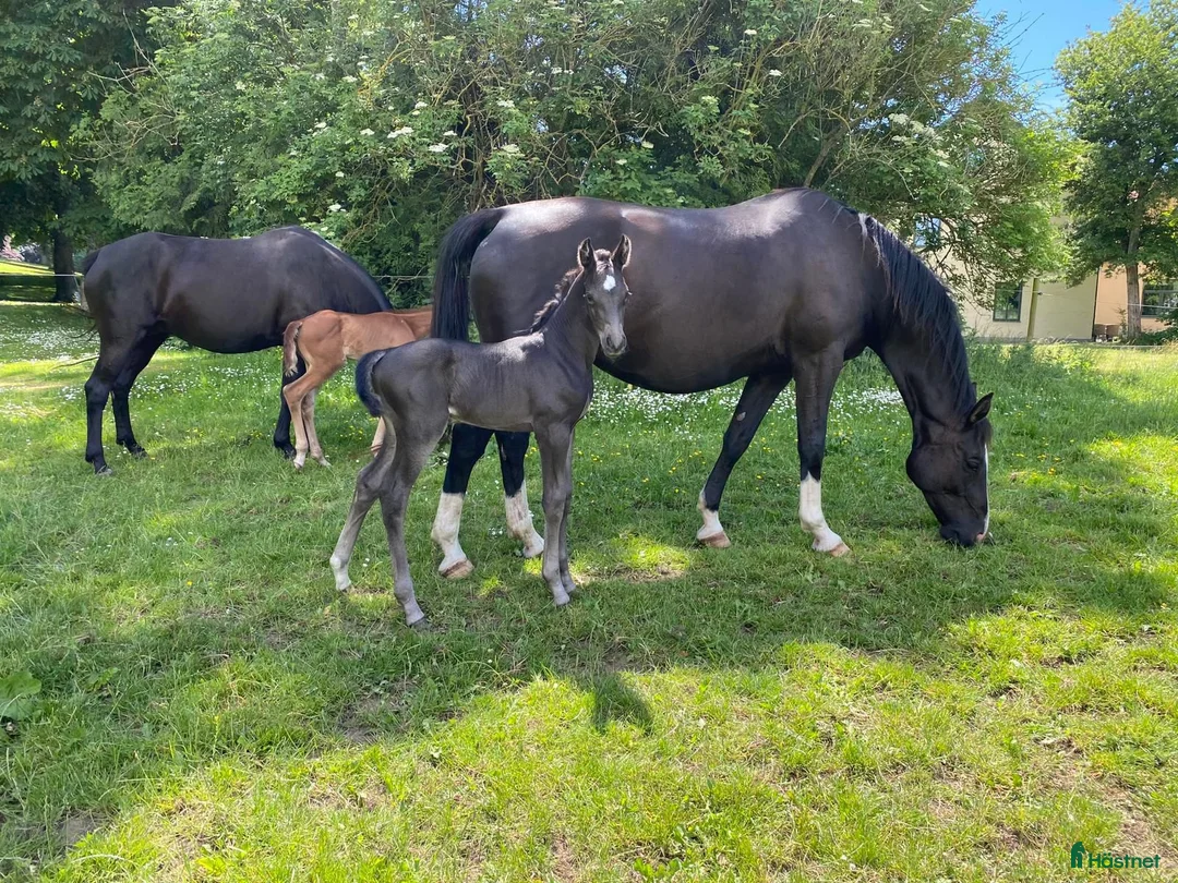 Avelshästar hästar till salu: Vackert sto e.Kjento för avel med toppstam i Ystad - Annons 3