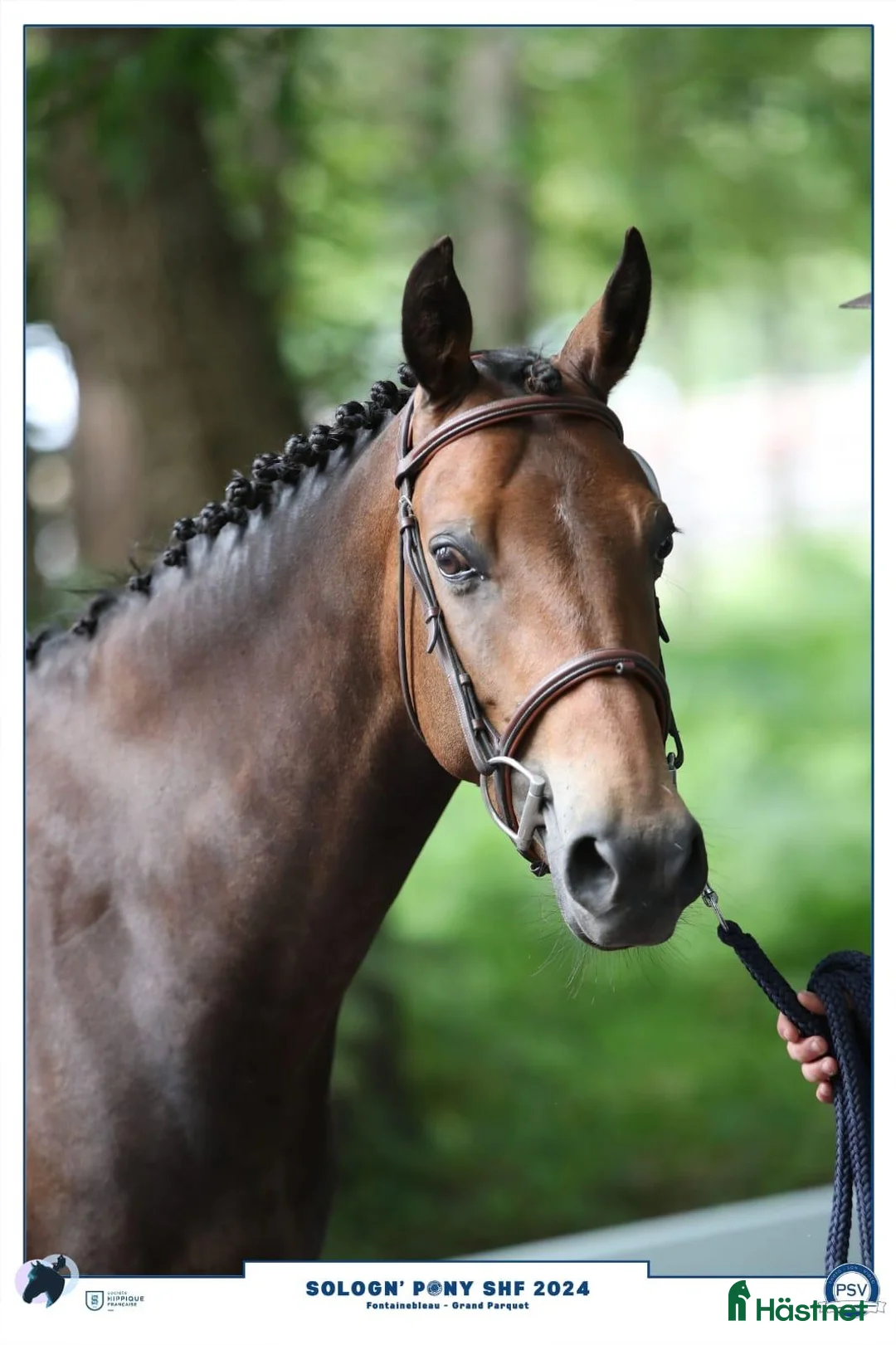 Hoppning hästar till salu: 148 7yr old Pony at Gateau Stables France  i Stockholm - Annons 1