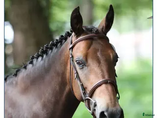hästar 148 7yr old Pony at Gateau Stables France i Stockholm - Annons 22