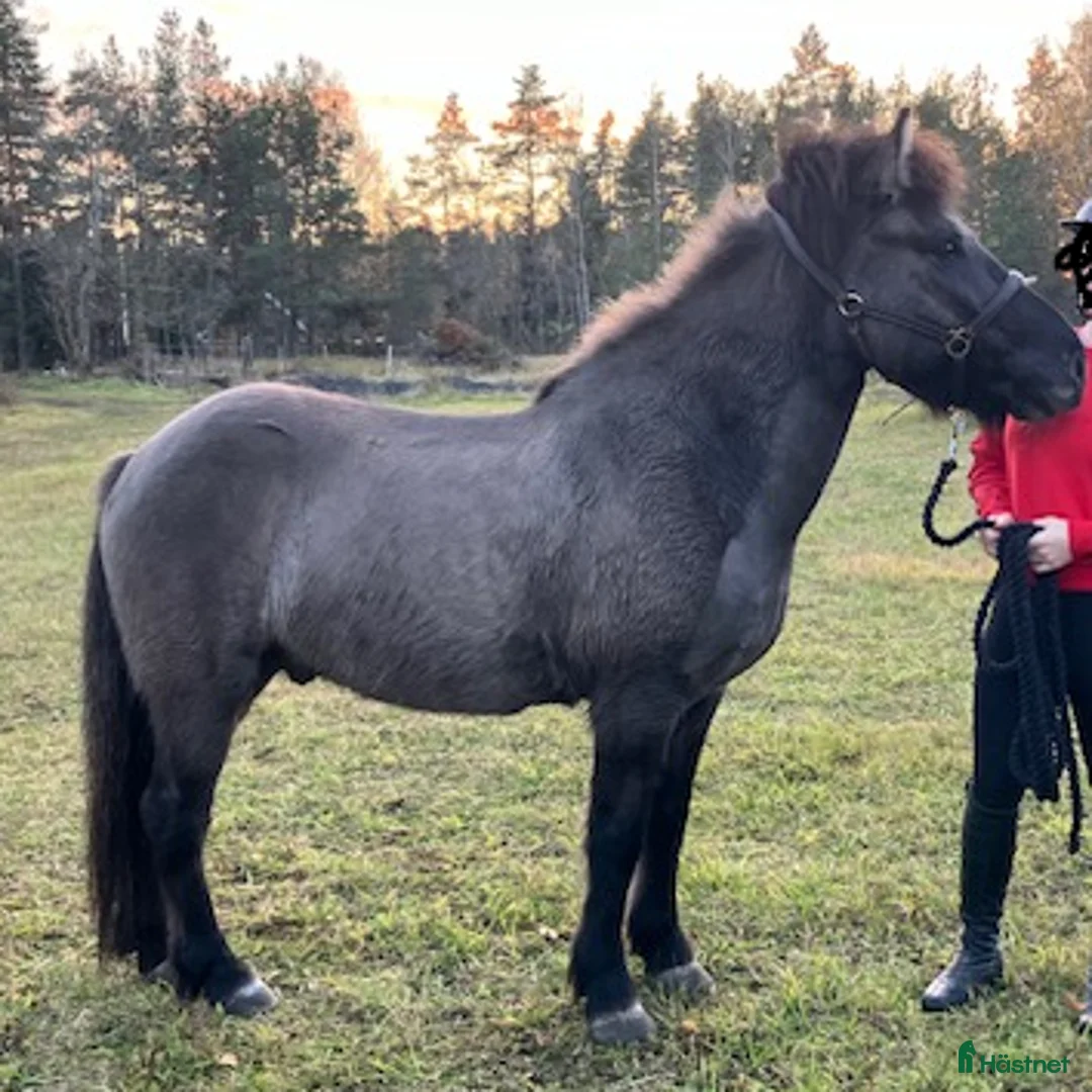 Island hästar till salu: Väluppfostrad 5-gångare i Östhammar - Annons 2