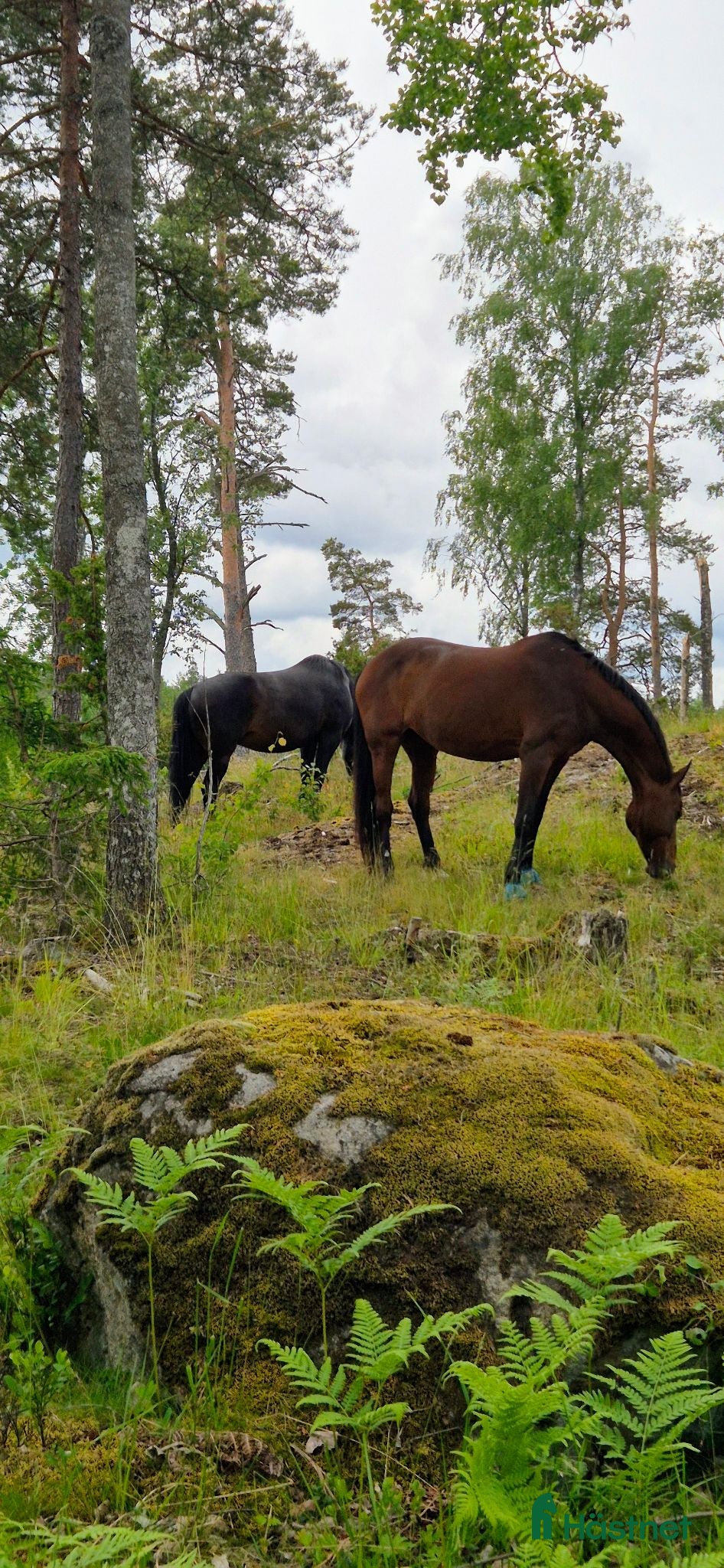  stallplats Stallplats i Tullinge - Annons 12
