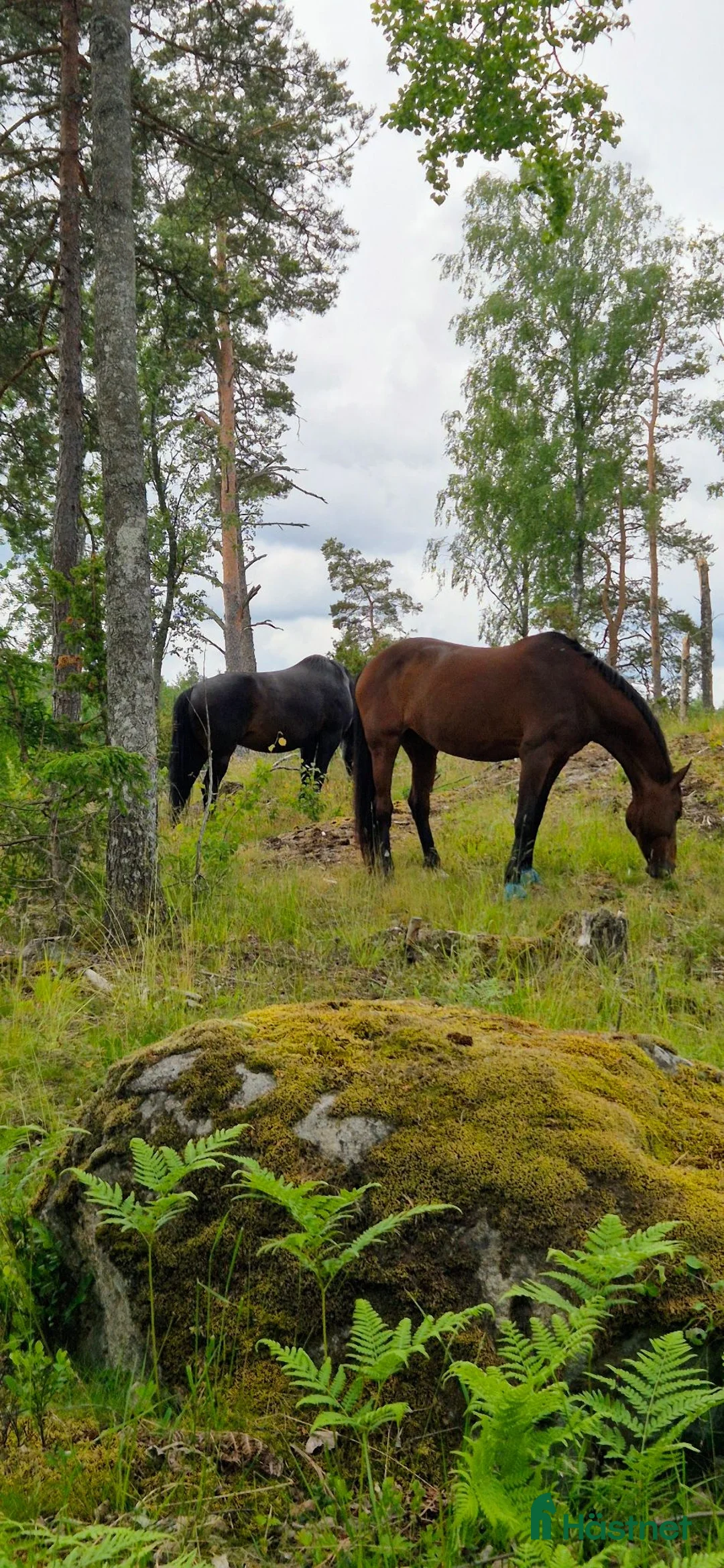  stallplats finnes: Stallplats i Tullinge - Annons 1