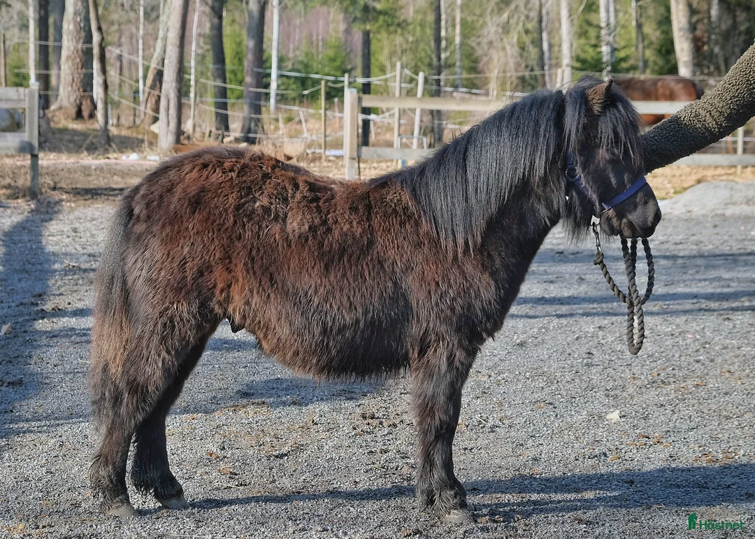 Övrigt hästar till salu: Pigg och trevlig unghingst - Annons 1