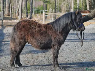 hästar Pigg och trevlig unghingst - Annons 4