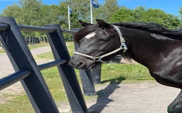 Övrigt hästar till salu: Fin kallblodsvalack i Åmål - Bild 6