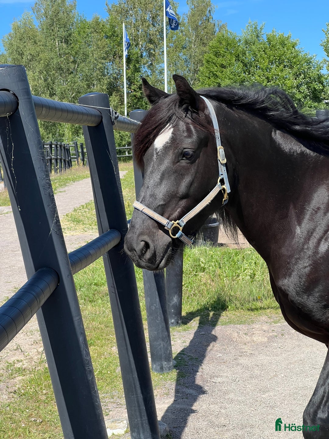 Övrigt hästar till salu: Fin kallblodsvalack i Åmål - Bild 6