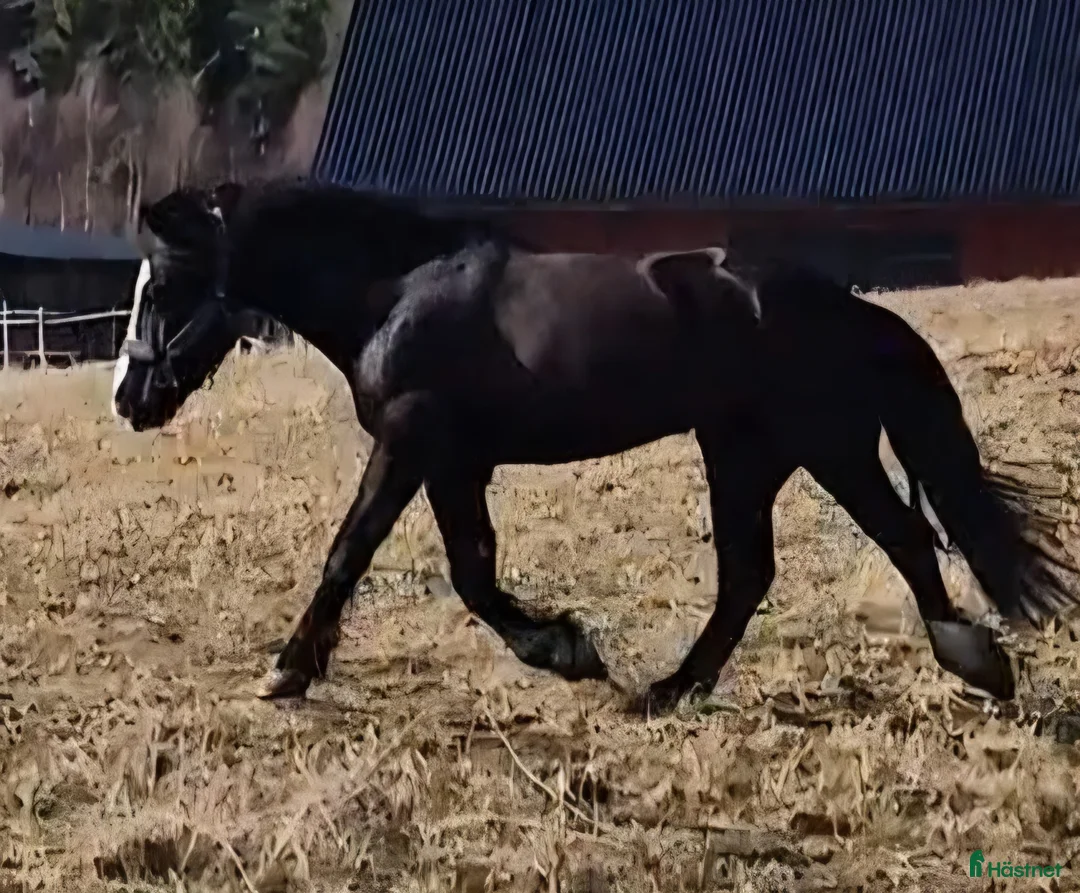 Allround hästar till salu: Kallblodsvalack - Annons 3