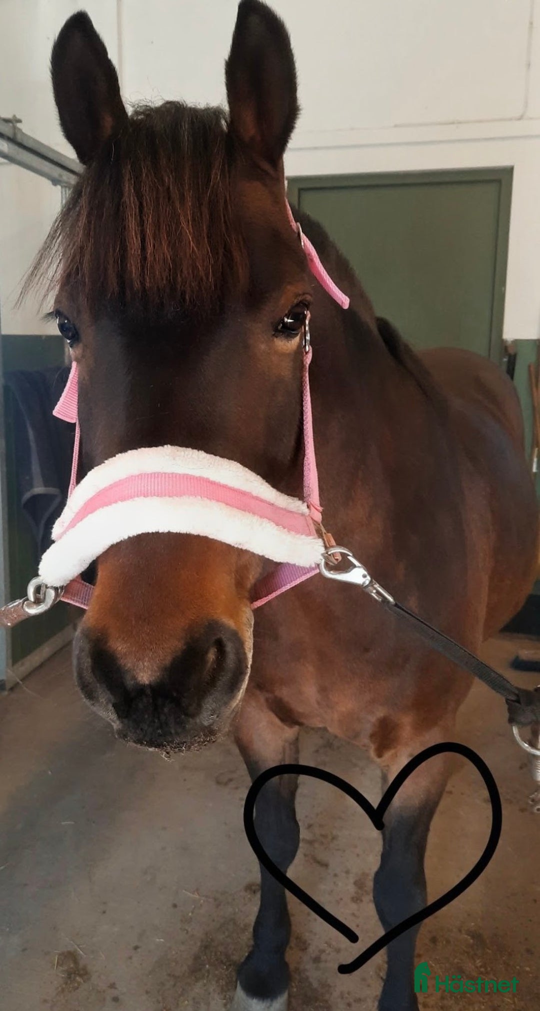 Allround hästar till salu: Pigg o hoppglad skogsmulle i Enköping - Annons 1