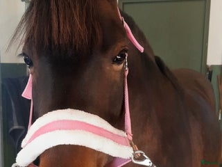 hästar Pigg o hoppglad skogsmulle i Enköping - Annons 17