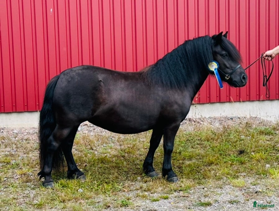  hästar Shetlandsponny  i Arboga - Annons 3