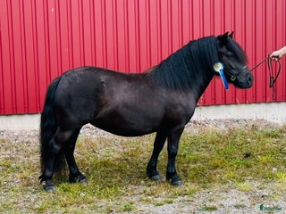 hästar Shetlandsponny i Arboga - Annons 11